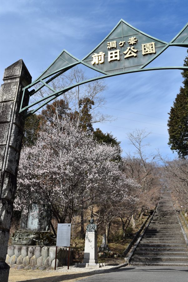 民芸館庭園内の梅の開花が進んできました。特別展は今週末までです。