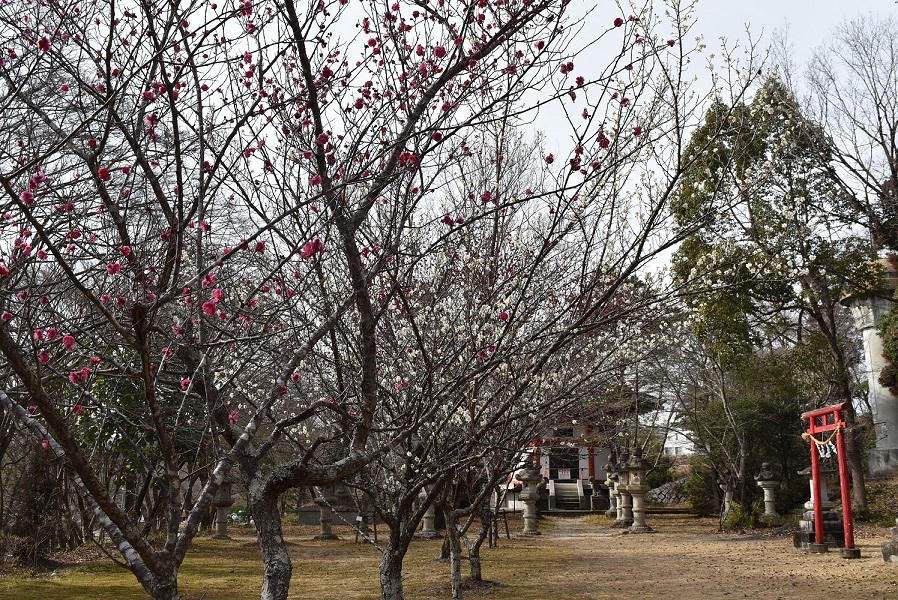 旧井上家住宅西洋館下の紅梅と前田公園の紅白の梅が見頃を迎えています