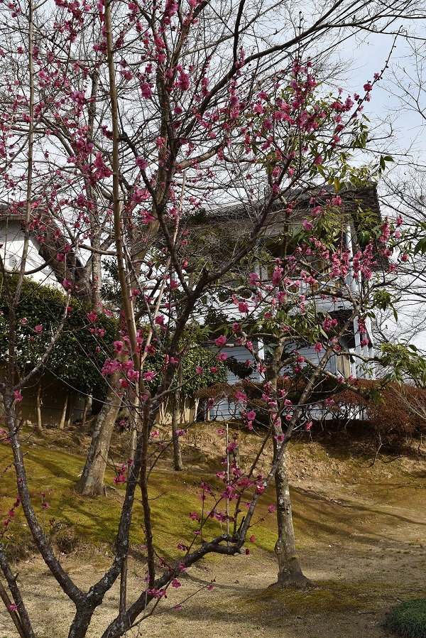 旧井上家住宅西洋館下の紅梅と前田公園の紅白の梅が見頃を迎えています