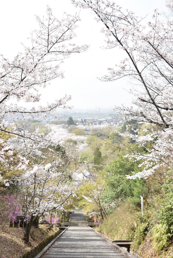 民芸館周辺の桜が見頃を迎えています