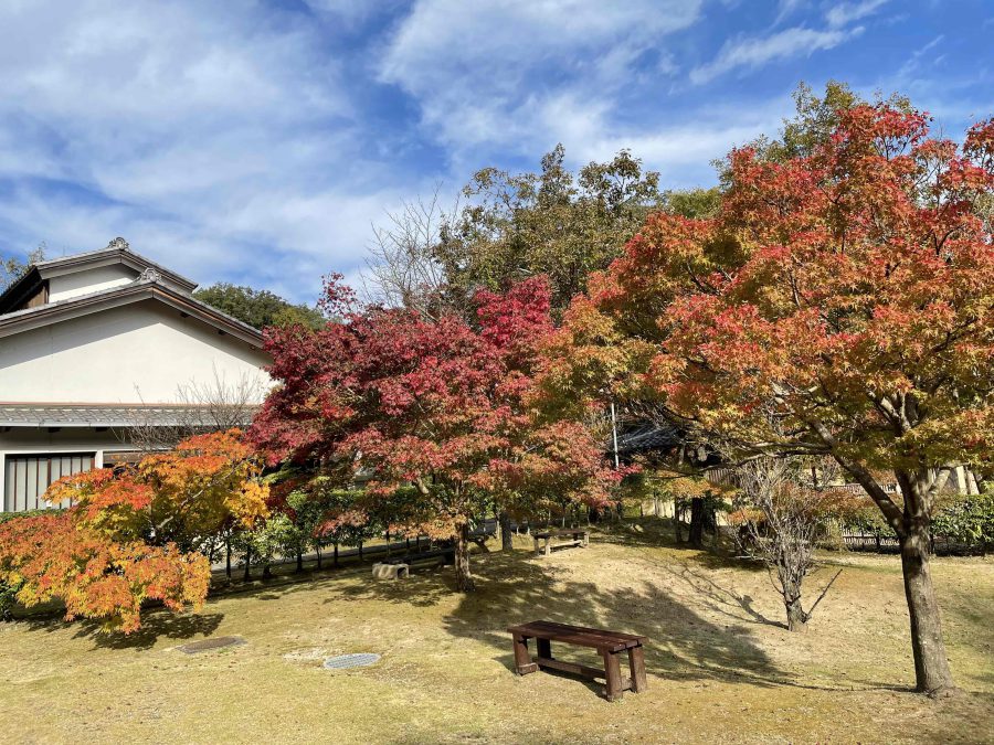 紅葉の様子です　11月7日（日）