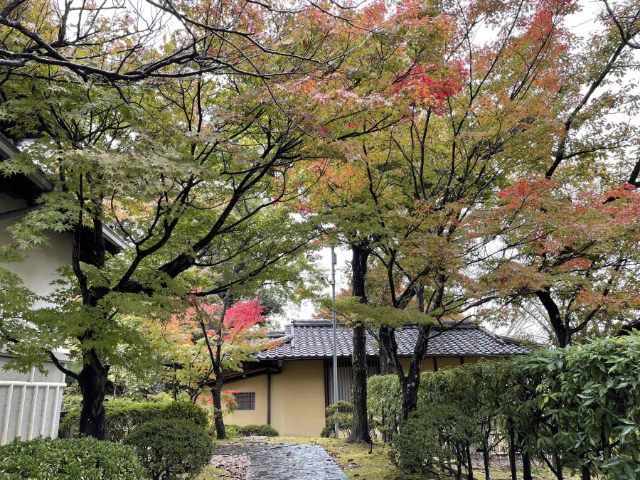 紅葉の様子です　11月9日（火）