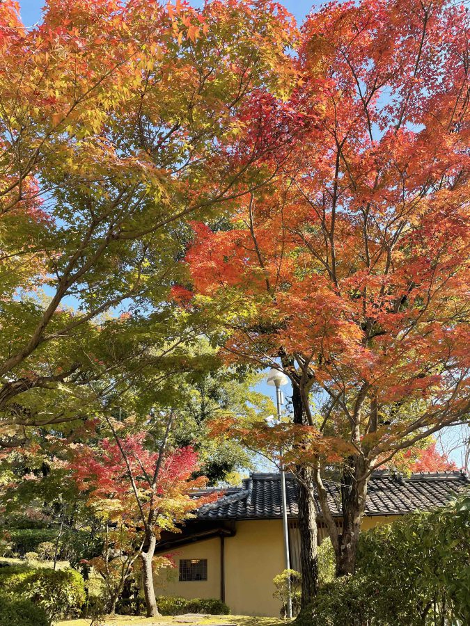 紅葉の様子です　11月16日（火）