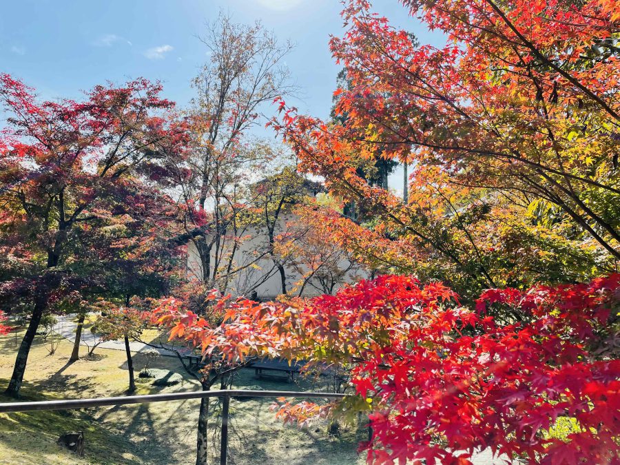 紅葉の様子です　11月19日（金）