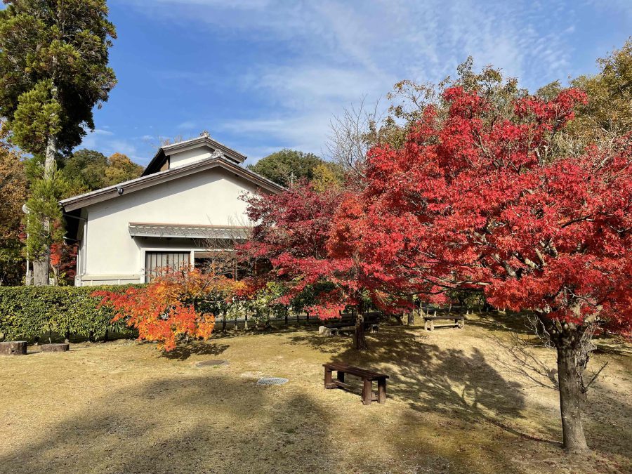 紅葉の様子です　11月19日（金）