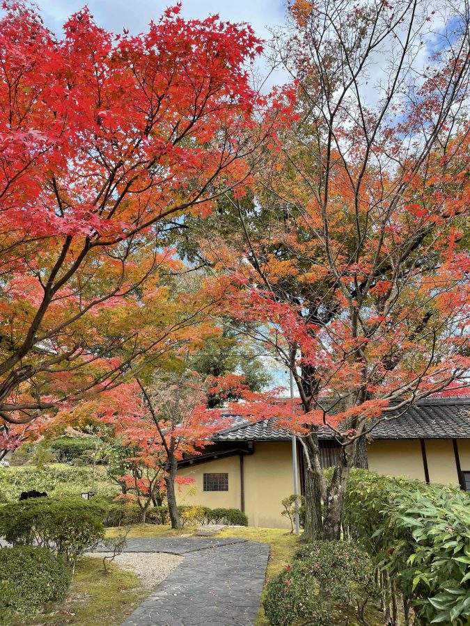 紅葉の様子です　11月24日（水）