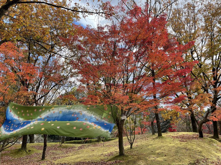 紅葉の様子です　11月24日（水）